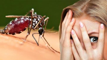 Эффективные средства против укусов комаров и разнообразных насекомых 9 Insect bites