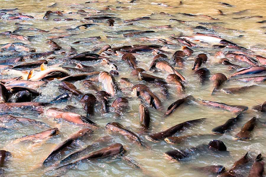 Пангасиус: свойства и польза рыбы для здоровья