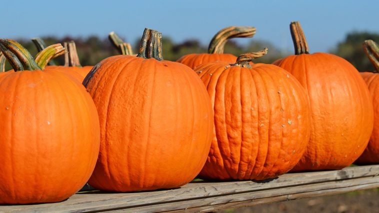Pumpkin benefit and harm