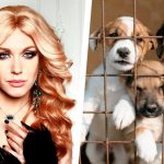 Травести-дива Монро помогает пострадавшим от бомб животным 15 6 18