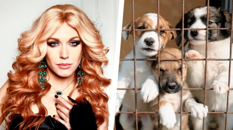 Травести-дива Монро помогает пострадавшим от бомб животным 6 6 18