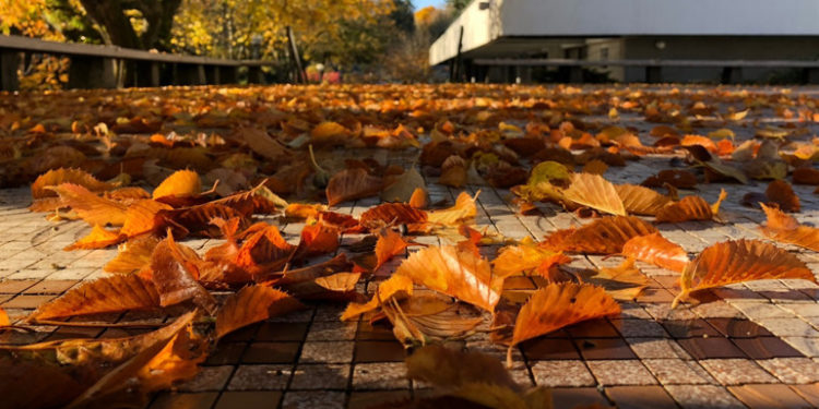 «Бабьего лета в Украине не будет»: синоптики ошеломили прогнозом на октябрь 7 1