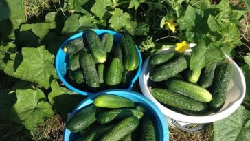 Сажаю огурцы по методу тётушки! Этот способ посадки мы тут же испробовали на своем огороде…