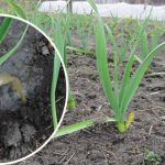 Первая весенняя подкормка чеснока. Чем подкормить, чтобы вырос хороший и большой 16 Первая весенняя подкормка чеснока. Чем подкормить, чтобы вырос хороший и большой