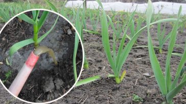 Первая весенняя подкормка чеснока. Чем подкормить, чтобы вырос хороший и большой