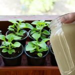 Геркулесовая каша для растений: натуральное удобрение для крепкого роста 14 Геркулесовая каша для растений: натуральное удобрение для крепкого роста