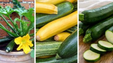 Выращивание цуккини в контейнерах: полный гид для успеха