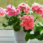 Что не любит герань. Жалею, что узнала об этом только сейчас 12 Что не любит герань. Жалею, что узнала об этом только сейчас