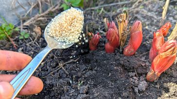 Как только пионы взошли, подсыпаю это удобрение – и цветы становятся пышными!