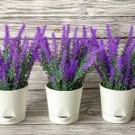 Выращивание лаванды в помещении: полезные советы