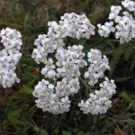 Тысячелистник: лекарственное растение с широким спектром преимуществ для здоровья 14 Тысячелистник: лекарственное растение с широким спектром преимуществ для здоровья