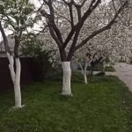 Хитрый способ побелки деревьев: 1 раз нанес и забыл до следующего года! 16 Хитрый способ побелки деревьев: 1 раз нанес и забыл до следующего года!