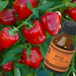 Собираю каждый год по 2 — 3 кг с одного куста перцев. Всем родным дарю и еще остается 15 Собираю каждый год по 2 — 3 кг с одного куста перцев. Всем родным дарю и еще остается