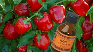 Собираю каждый год по 2 — 3 кг с одного куста перцев. Всем родным дарю и еще остается