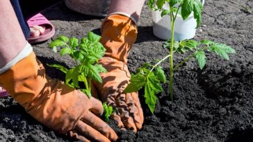 Секрет богатого урожая: что добавить в лунку при посадке помидоров?