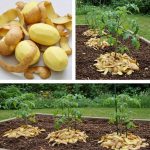 Картофельные очистки: не выбрасывайте их в мусор – экономьте деньги и помогайте природе! 15 473726599 122140329812529980 4046998702142697858 n 24