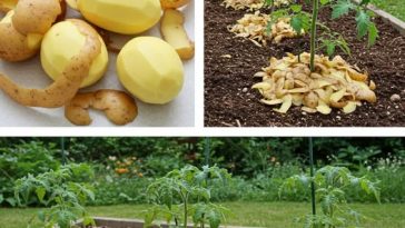 473726599 122140329812529980 4046998702142697858 n 24