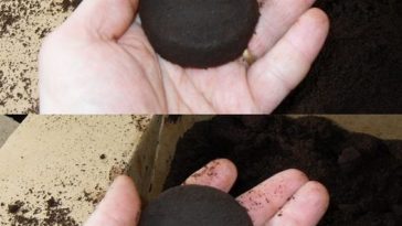 ☕ Кофейная гуща – не мусор, а настоящее сокровище!