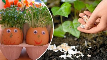 Не выбрасывайте яичную скорлупу! Узнайте 7 полезных способов использовать её в саду