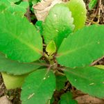 11 удивительных преимуществ каланхоэ перистое 13 11 удивительных преимуществ каланхоэ перистое