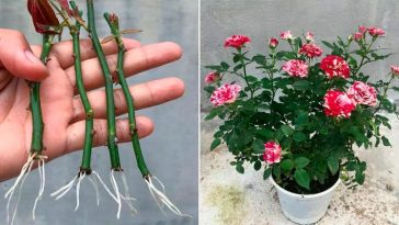 Старый китайский секрет: раствор, в котором любой росток пустит корни за 2 дня!