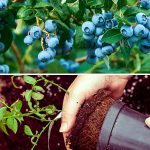 Выращивание голубики в домашних условиях: секреты обильного урожая 14 Выращивание голубики в домашних условиях: секреты обильного урожая