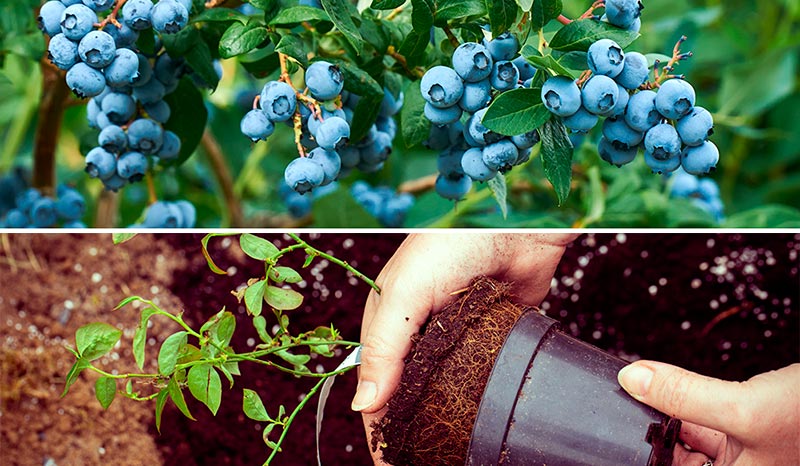 Выращивание голубики в домашних условиях: секреты обильного урожая