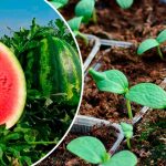 Как правильно и когда сажать арбузы, чтобы они были большими и сладкими