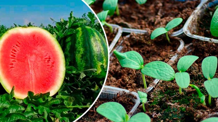 Как правильно и когда сажать арбузы, чтобы они были большими и сладкими