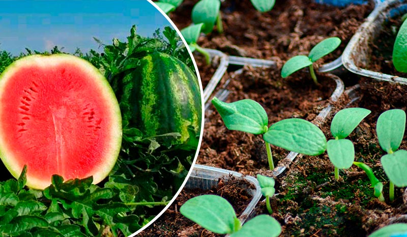 Как правильно и когда сажать арбузы, чтобы они были большими и сладкими