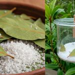 Поставьте его на 1 час в своем доме, и вы больше никогда не увидите мух, комаров и тараканов 13 Поставьте его на 1 час в своем доме, и вы больше никогда не увидите мух, комаров и тараканов