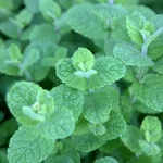 Мята: польза для здоровья, способы применения и включение в повседневную жизнь 15 Мята: польза для здоровья, способы применения и включение в повседневную жизнь