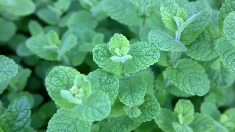 Мята: польза для здоровья, способы применения и включение в повседневную жизнь