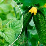 5 эффективных и простых методов увеличить урожай огурцов 13 5 эффективных и простых методов увеличить урожай огурцов