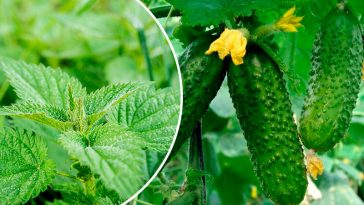 5 эффективных и простых методов увеличить урожай огурцов