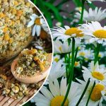 Непахучая ромашка: не просто сорняк, а ценное лекарственное растение! 13 Непахучая ромашка: не просто сорняк, а ценное лекарственное растение!