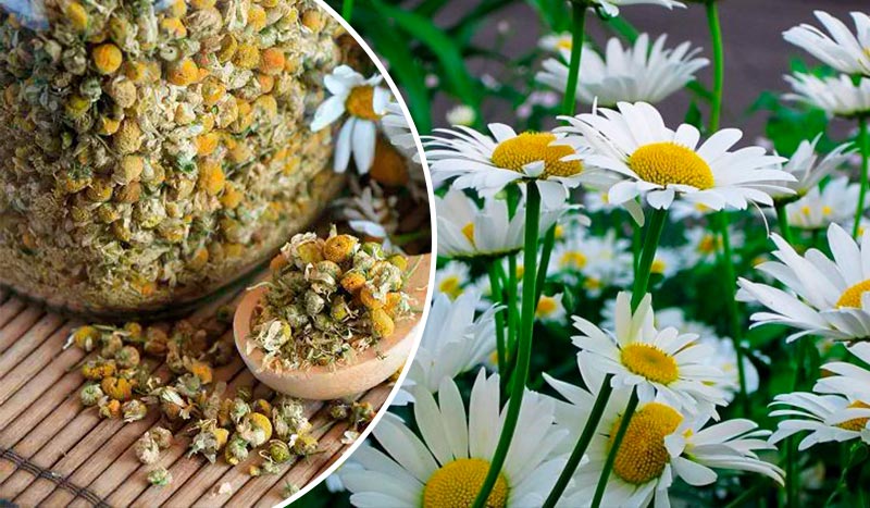 Непахучая ромашка: не просто сорняк, а ценное лекарственное растение!