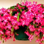 Как заставить декабрист цвести: простые секреты пышного цветения 14 Как заставить декабрист цвести: простые секреты пышного цветения