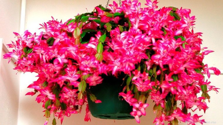 Как заставить декабрист цвести: простые секреты пышного цветения