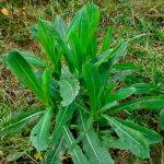 Сок дикого салата – натуральное средство для снятия боли и тревожности 12 Сок дикого салата – натуральное средство для снятия боли и тревожности