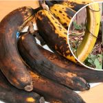 Простой и эффективный способ улучшить ваш сад: почему стоит повесить перезрелый банан? 13 Простой и эффективный способ улучшить ваш сад: почему стоит повесить перезрелый банан?