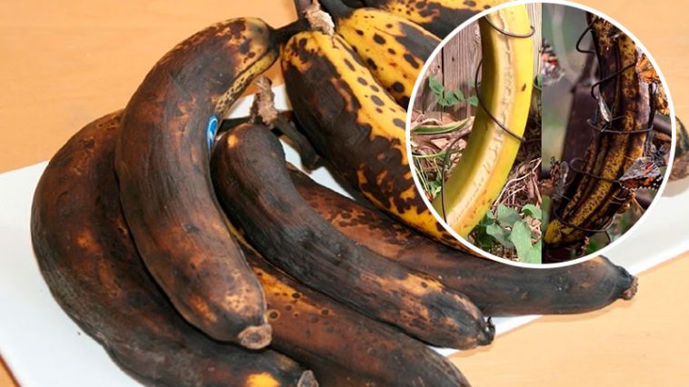 Простой и эффективный способ улучшить ваш сад: почему стоит повесить перезрелый банан?