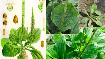 30 Невероятных Полезных Свойств Широколистного Подорожника (Plantago Major)