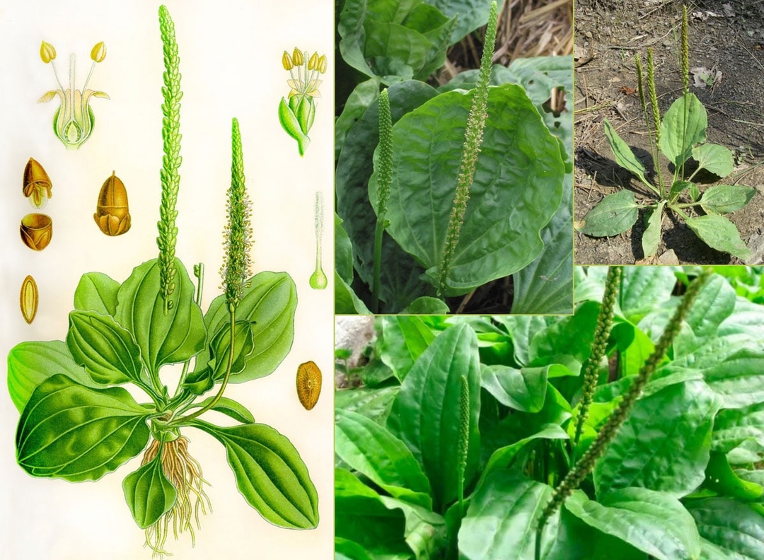 30 Невероятных Полезных Свойств Широколистного Подорожника (Plantago Major)