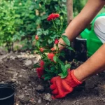 После зимы подкормите розы этим удобрением – и они зацветут пышнее, чем когда-либо!