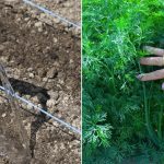 Как правильно сажать укроп, чтобы он был густым и темно-зеленым 21 Как правильно сажать укроп, чтобы он был густым и темно-зеленым