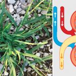 Гусиная трава: мощное природное средство для поддержки здоровья почек и детоксикации организма 13 Гусиная трава: мощное природное средство для поддержки здоровья почек и детоксикации организма