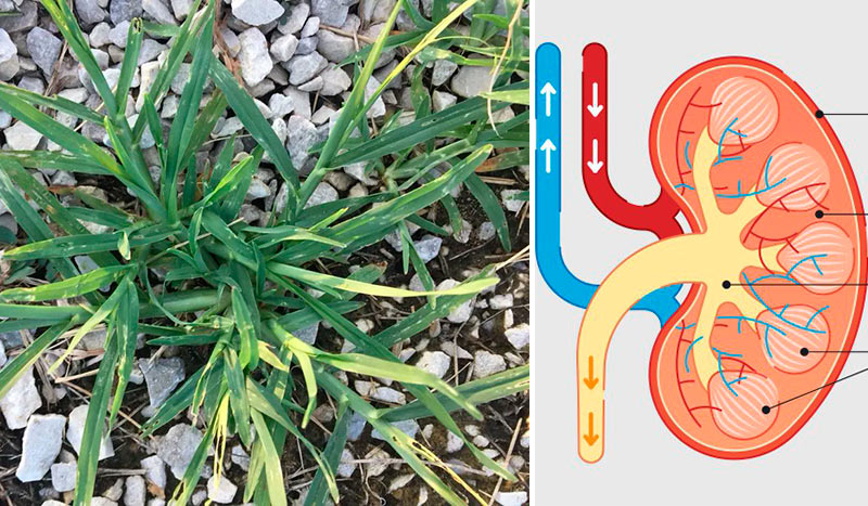 Гусиная трава: мощное природное средство для поддержки здоровья почек и детоксикации организма