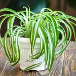 Хлорофитум – зелёное сокровище у вас дома! Почему это растение стоит целое состояние?