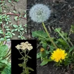 Сорняки или суперфуд? 4 обычных растения, которые удивят вас 13 Сорняки или суперфуд? 4 обычных растения, которые удивят вас